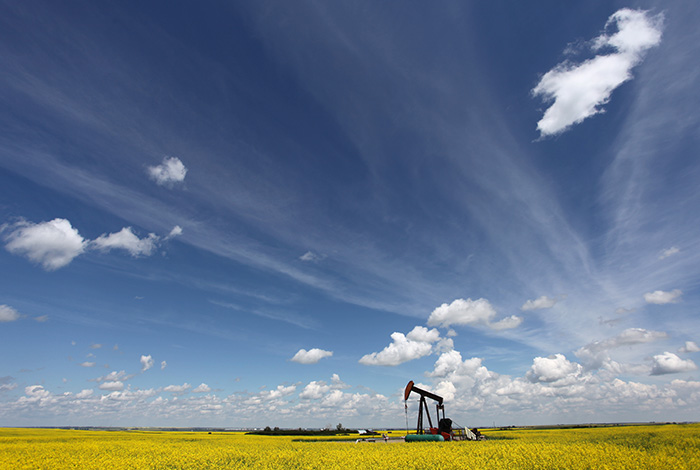 Pumpjack in canola field under blue sky
